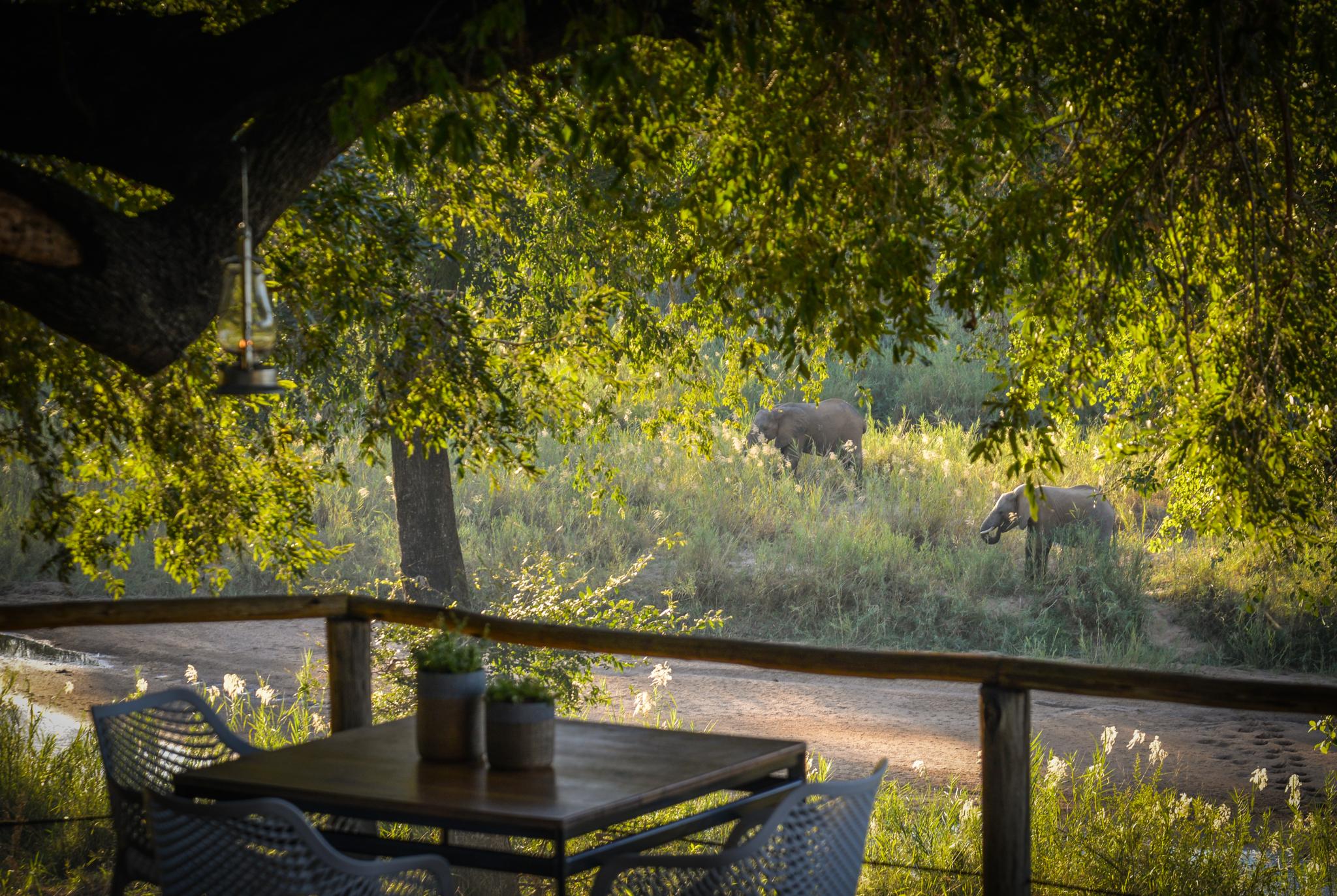 Lion Sands Narina Lodge Саби-Санд-Гейм-Резерв Экстерьер фото