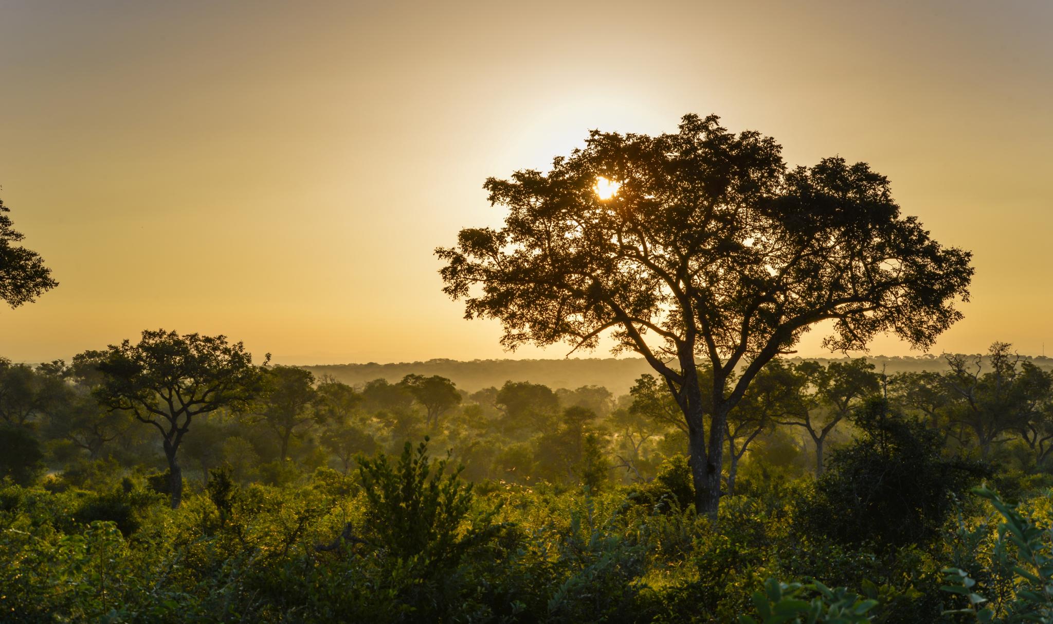 Lion Sands Narina Lodge Саби-Санд-Гейм-Резерв Экстерьер фото