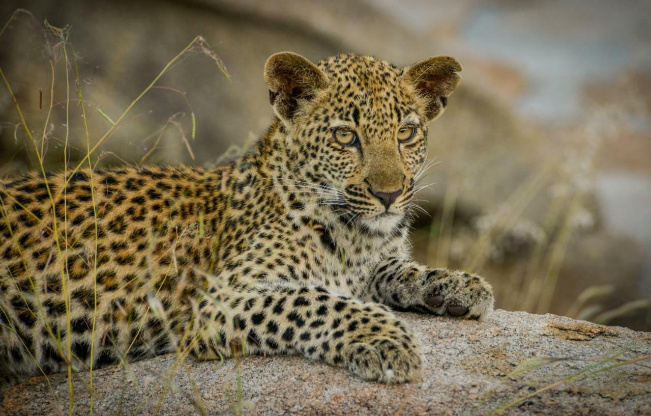Lion Sands Narina Lodge Саби-Санд-Гейм-Резерв Экстерьер фото